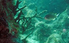 Inaugural-Dive- 93