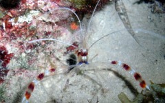 Accidental Carribean Sea Spider Pic!  Look at top right corner!