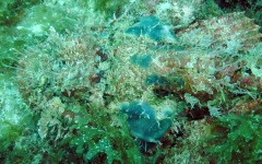 Inaugural-Dive- 96