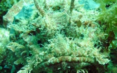 Inaugural-Dive- 97