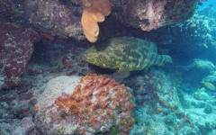 Molasses Reef, North End July 30, 2011