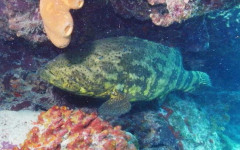 Molasses Reef, North End July 30, 2011