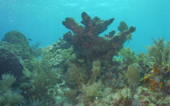 Molasses Reef, Eagleray Alley July 30, 2011