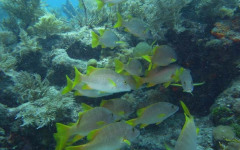 Molasses Reef, Eagleray Alley July 30, 2011