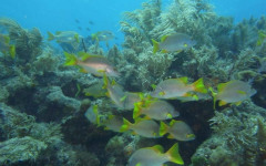 Molasses Reef, Eagleray Alley July 30, 2011