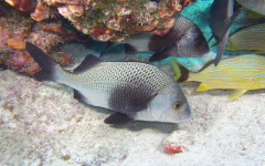 Molasses Reef, Eagleray Alley July 30, 2011