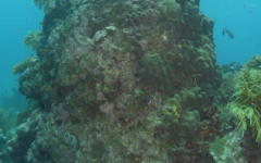 Molasses Reef, Eagleray Alley July 30, 2011