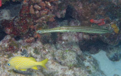 Molasses Reef, North End July 30, 2011