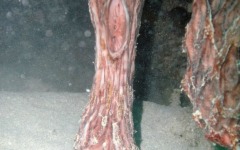 July-22-dive-trip-005