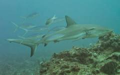 Lemon Sharks_2015_3.jpg