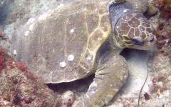 Jupiter_Turtle_2015_turtle.JPG