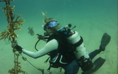 coral-grafting-may-11-2013-109