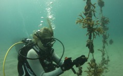 coral-grafting-may-11-2013-110