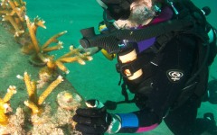 coral-grafting-may-11-2013-119