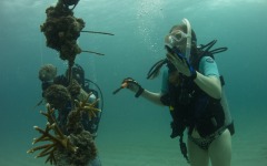 coral-grafting-may-11-2013-125