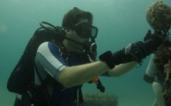 coral-grafting-may-11-2013-128