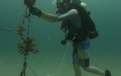coral-grafting-may-11-2013-134