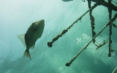 coral-grafting-may-11-2013-141
