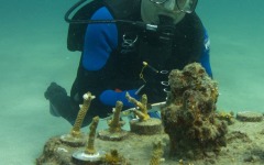 coral-grafting-may-11-2013-145