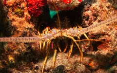 coral-grafting-may-11-2013-149