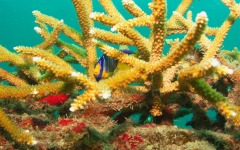 coral-grafting-may-11-2013-152