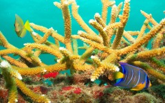 coral-grafting-may-11-2013-153