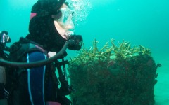 coral-grafting-may-11-2013-157