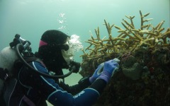 coral-grafting-may-11-2013-158