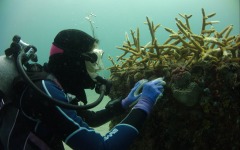 coral-grafting-may-11-2013-159