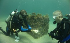 coral-grafting-may-11-2013-165