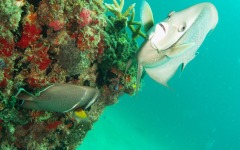 coral-grafting-may-11-2013-170