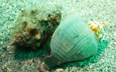 coral-grafting-may-11-2013-173