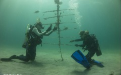 coral-grafting-may-11-2013-179