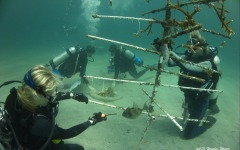 coral-grafting-may-11-2013-182