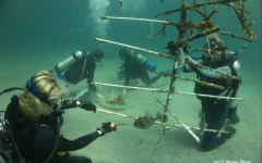 coral-grafting-may-11-2013-182