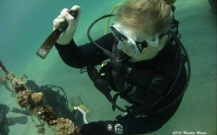 coral-grafting-may-11-2013-190