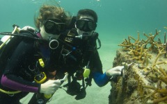coral-grafting-may-11-2013-197