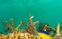 coral-grafting-may-11-2013-199