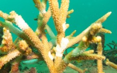 coral-grafting-may-11-2013-200