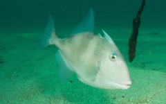 coral-grafting-may-11-2013-201