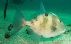 coral-grafting-may-11-2013-202