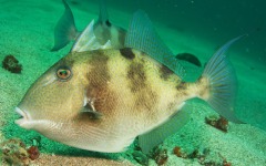 coral-grafting-may-11-2013-207