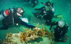coral-grafting-may-11-2013-53