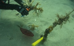 coral-grafting-may-11-2013-69