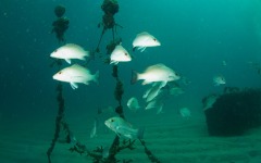 coral-grafting-may-11-2013-77