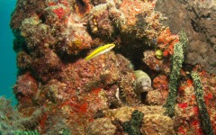 coral-grafting-may-11-2013-78