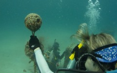 coral-grafting-may-11-2013-85