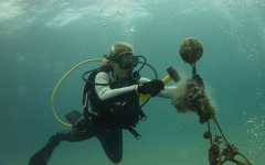 coral-grafting-may-11-2013-93