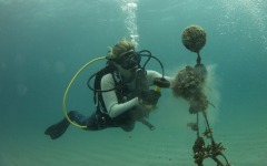 coral-grafting-may-11-2013-94