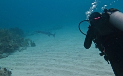 Rainbow-Reef-Dive-June-2019-10